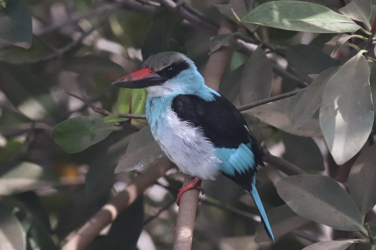 Blue-breasted Kingfisher - Leon Brüniger