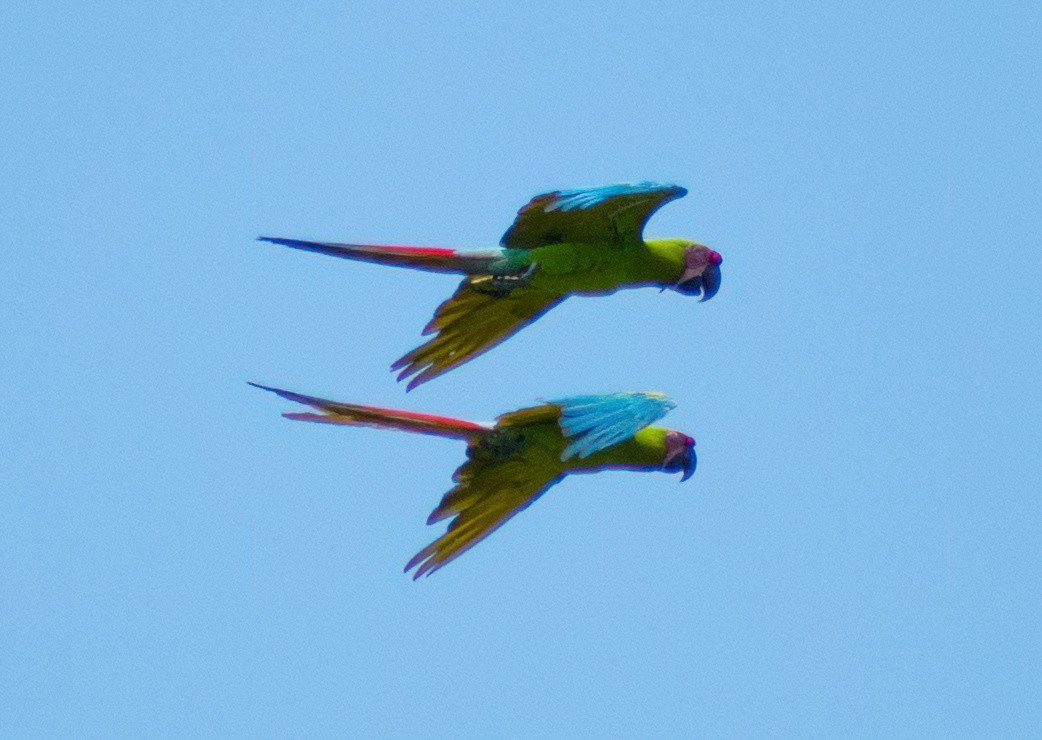 Great Green Macaw - ML617039243