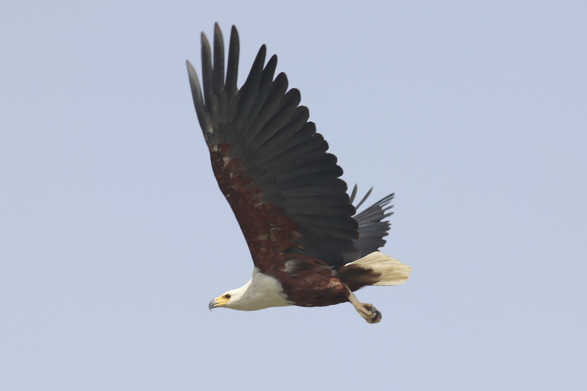 African Fish-Eagle - ML617039314