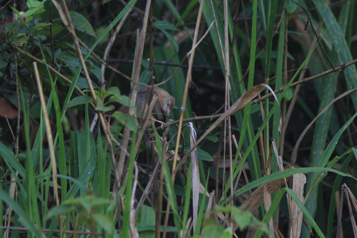 Tawny-bellied Babbler - ML617039331