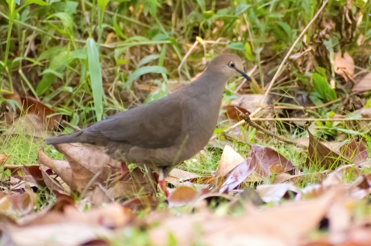 Gray-chested Dove - ML617039356
