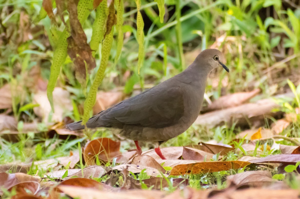 Gray-chested Dove - ML617039357