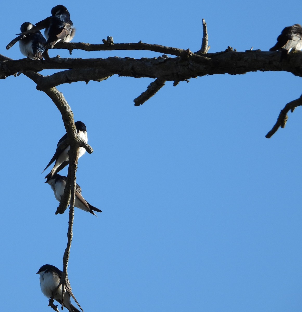 Tree Swallow - Brent Daggett