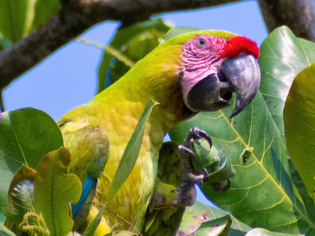 Great Green Macaw - Greg Darone