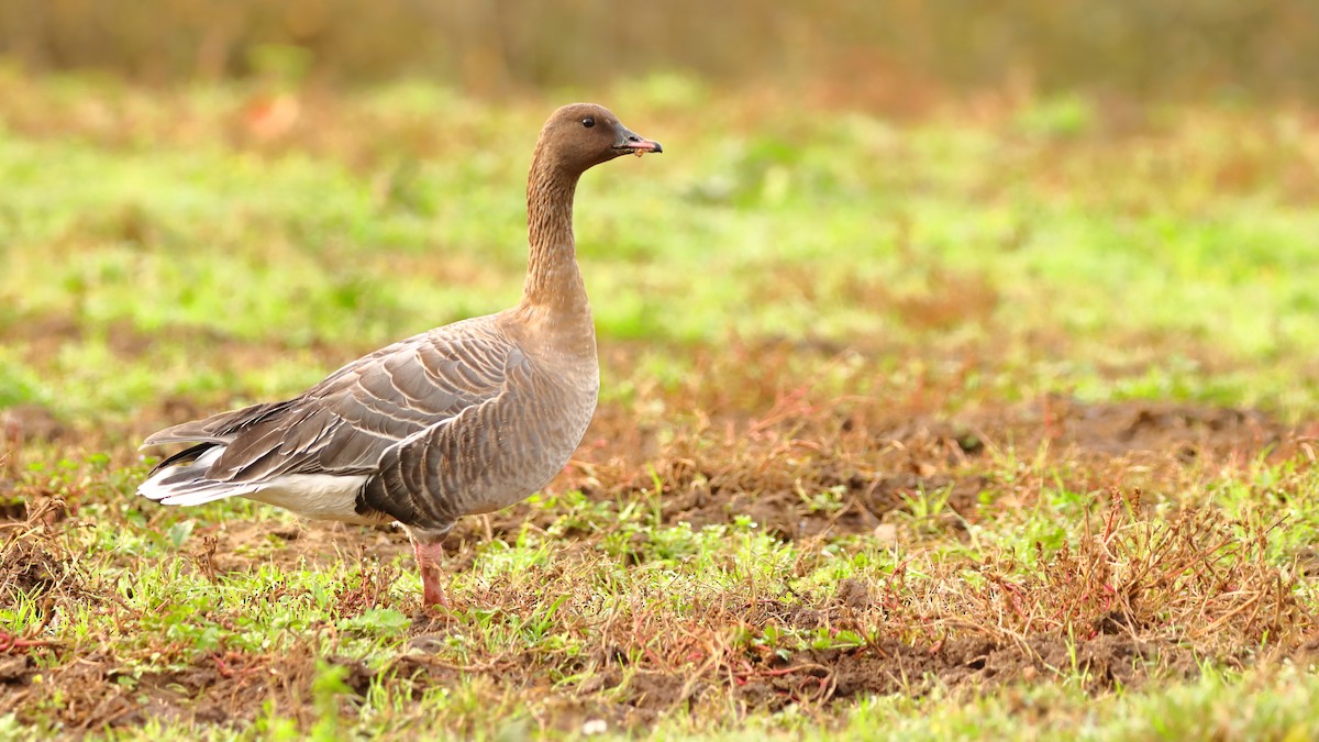 Pink-footed Goose - Gonzalo Pardo