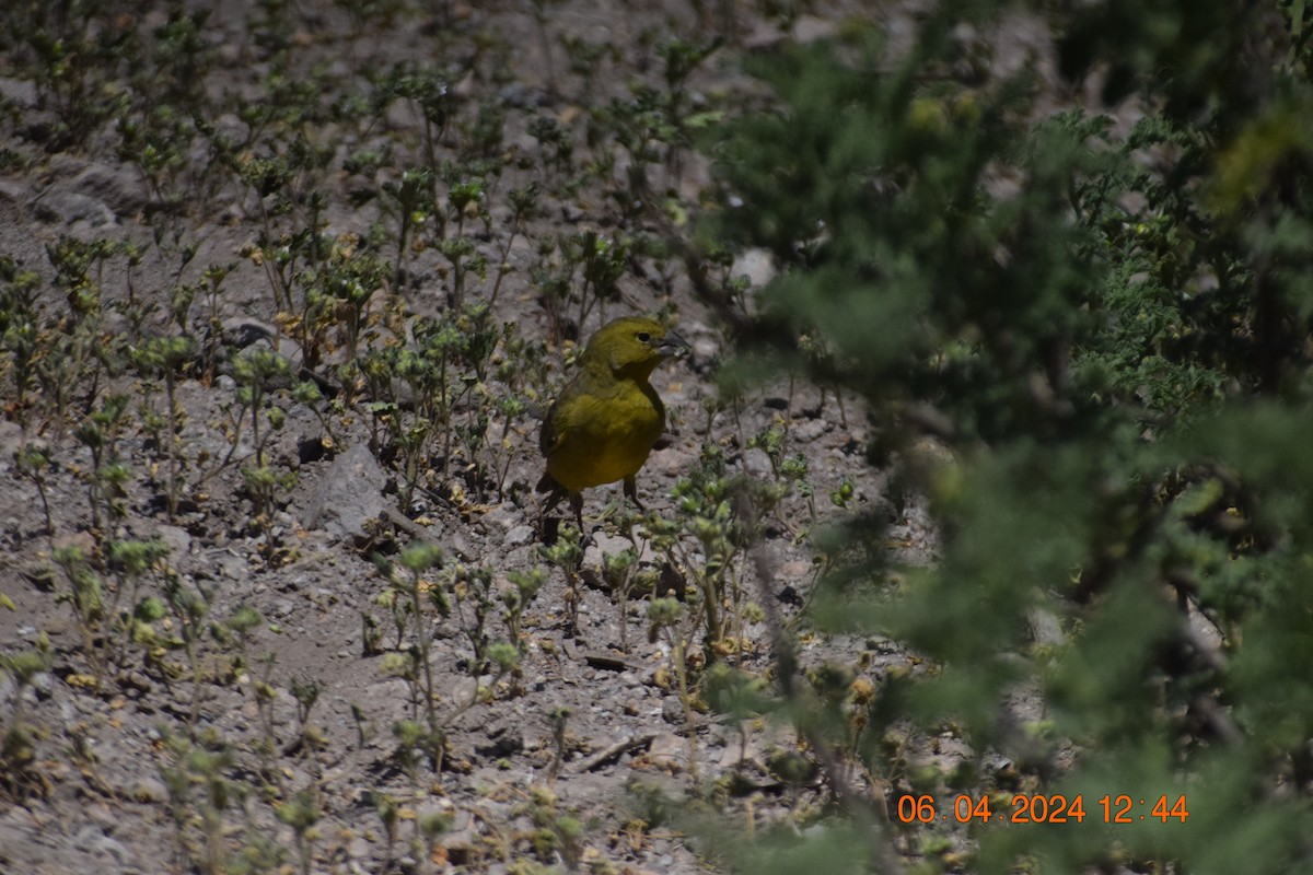 Greenish Yellow-Finch - ML617039643