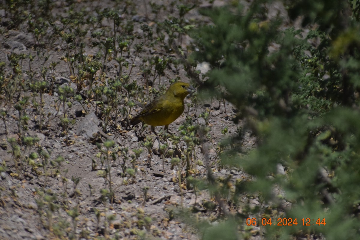 Greenish Yellow-Finch - ML617039644