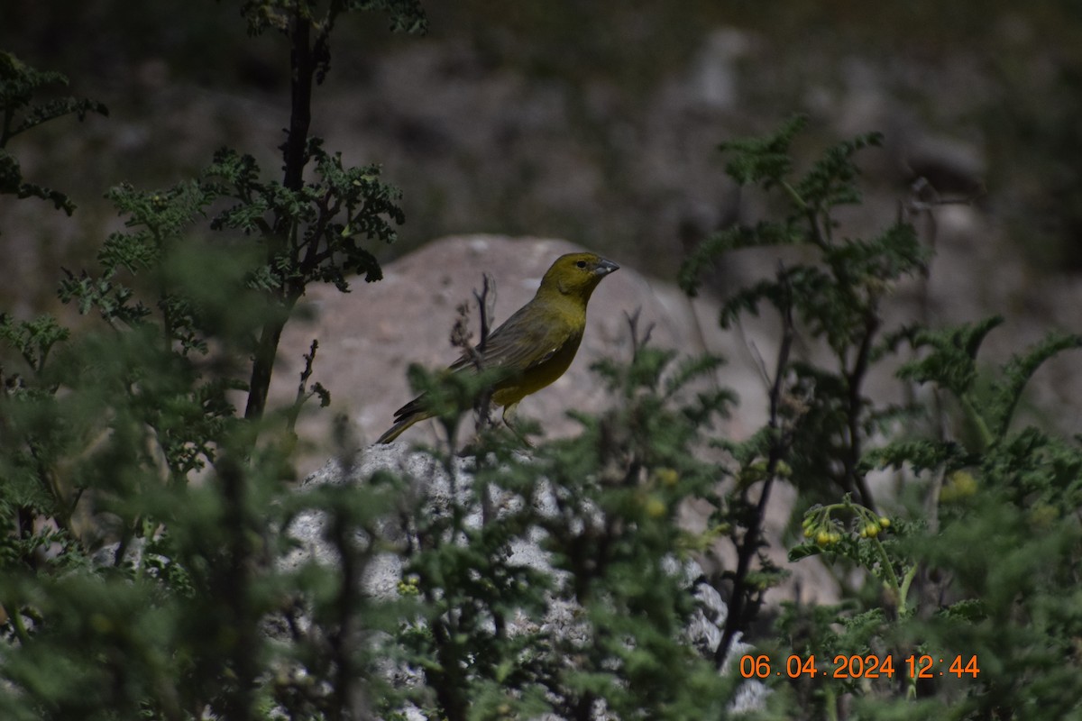 Greenish Yellow-Finch - ML617039647