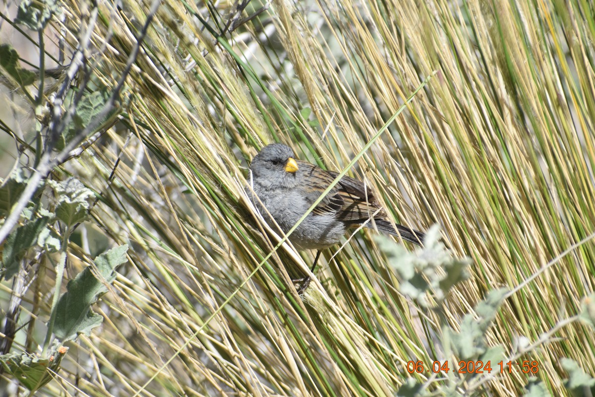 Band-tailed Seedeater - ML617039725