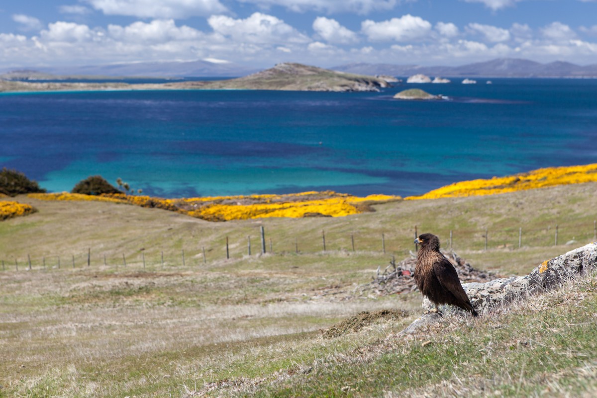 Falkland Karakarası - ML617039930