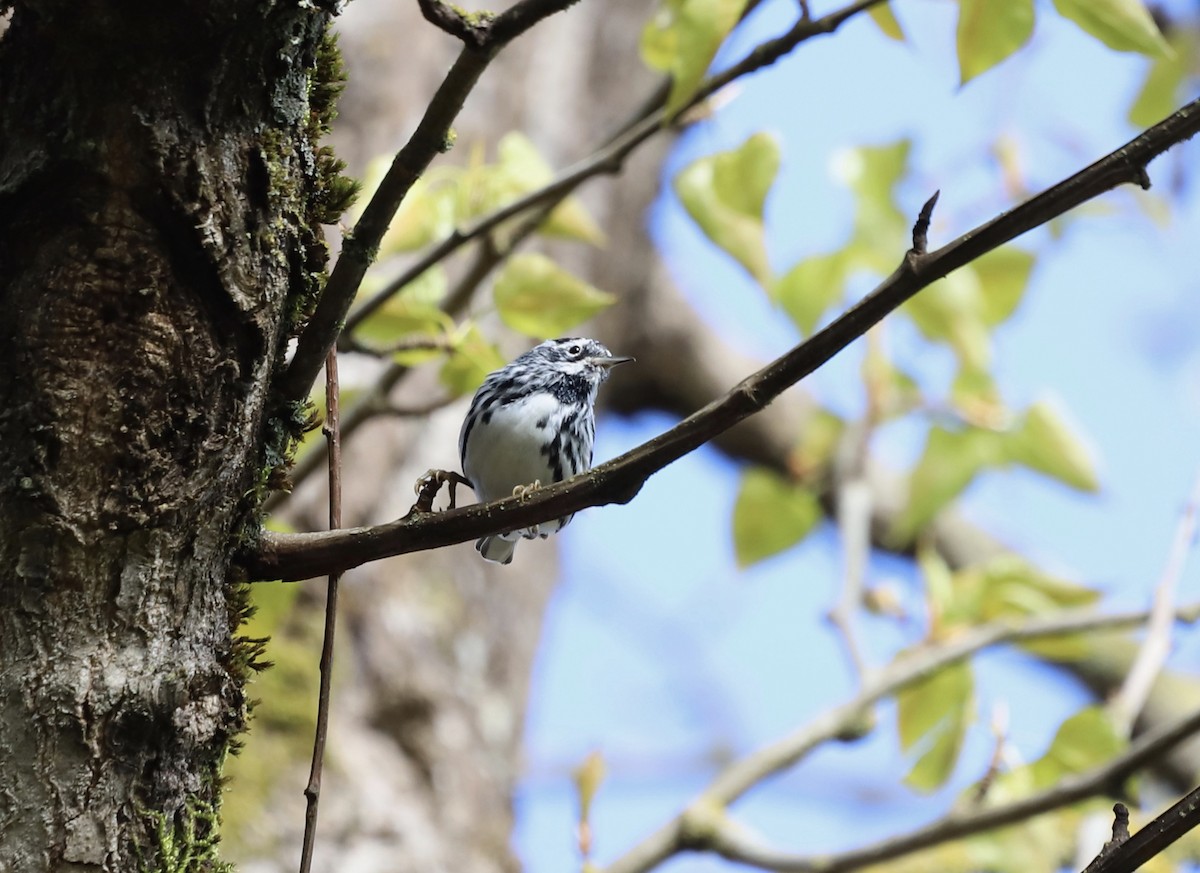 Black-and-white Warbler - ML617039967