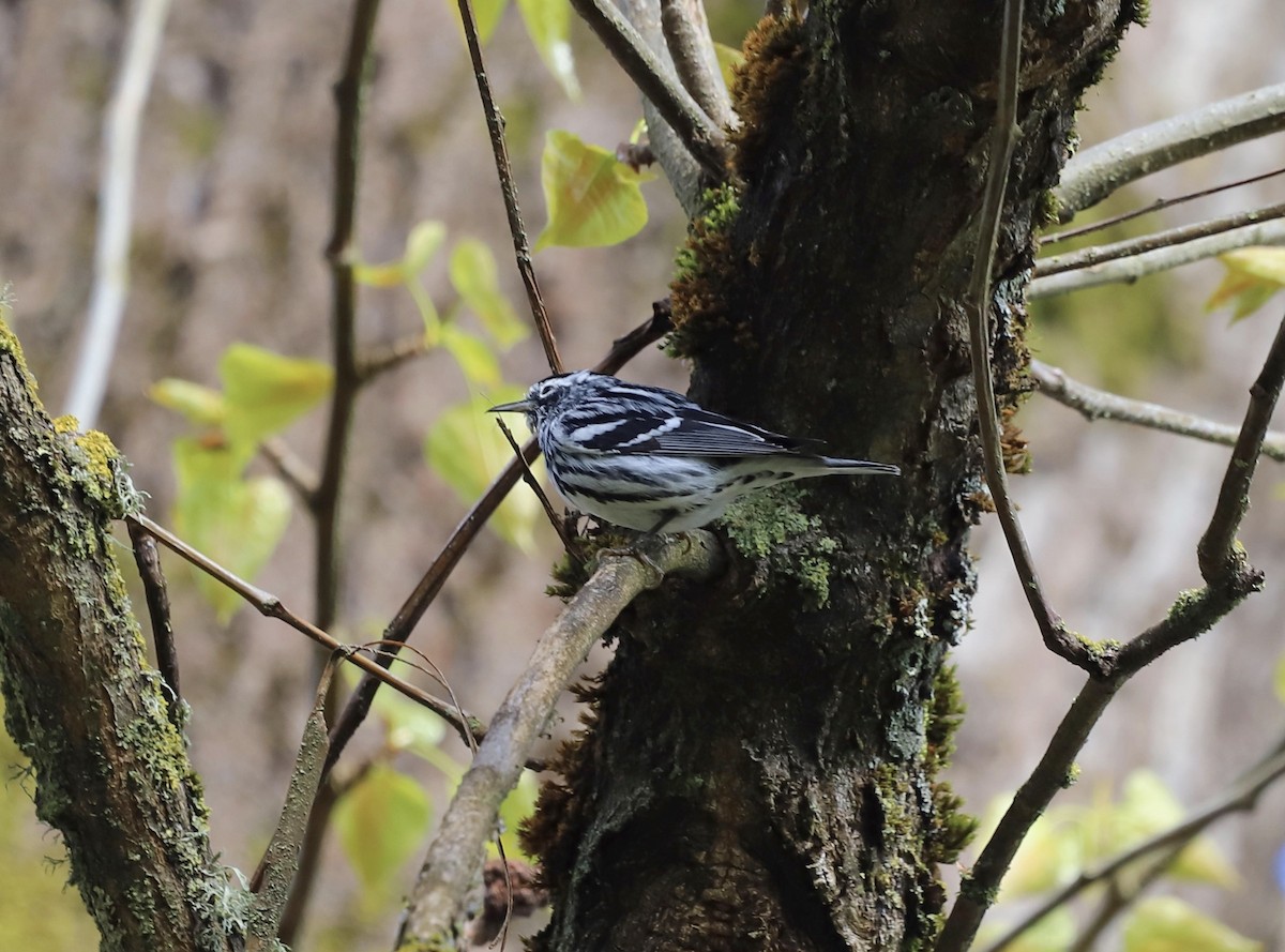 Black-and-white Warbler - ML617039968