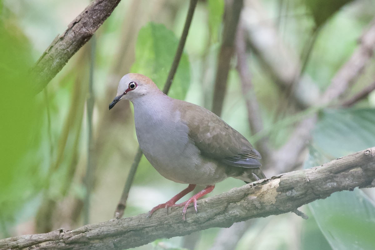 Gray-chested Dove - ML617040008