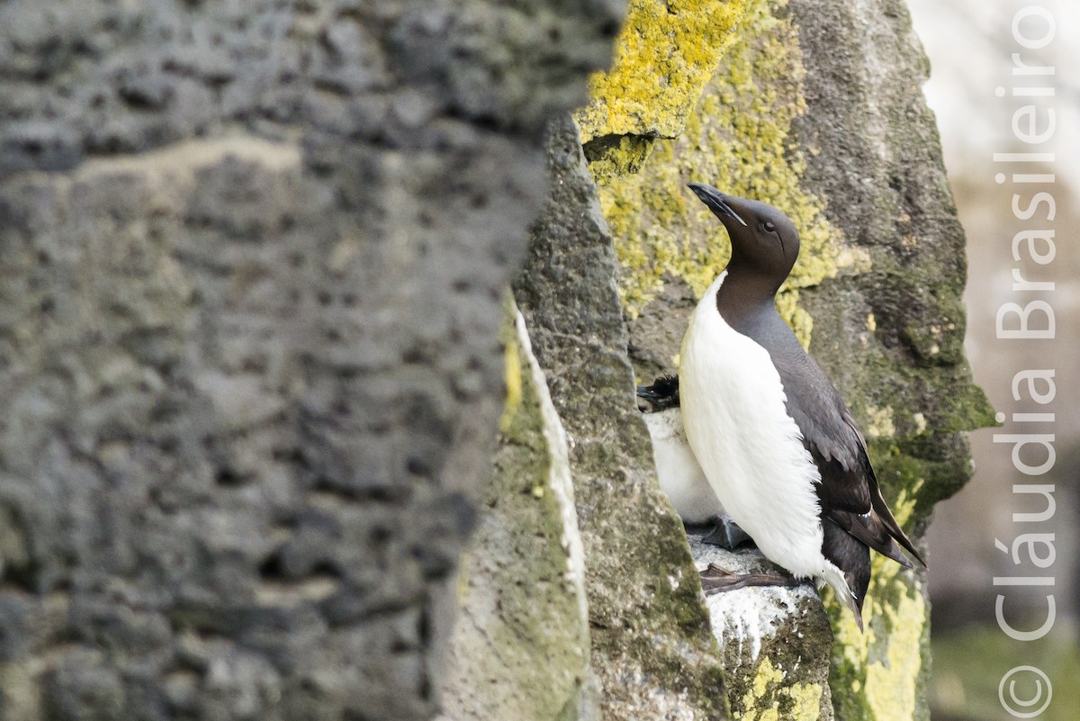 Thick-billed Murre - ML61704001