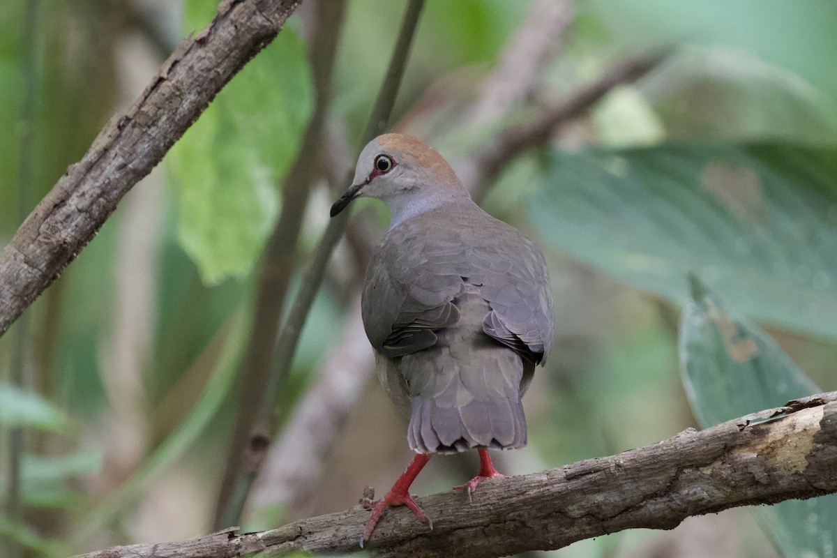 Gray-chested Dove - ML617040010