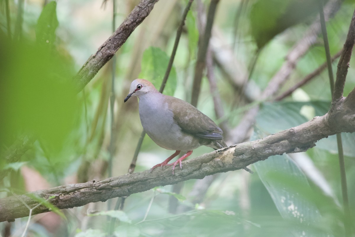 Gray-chested Dove - ML617040012