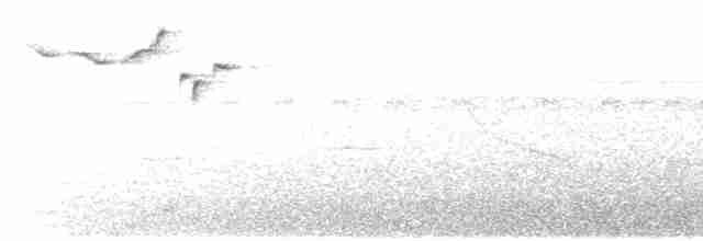 Percefleur glauque - ML617040070