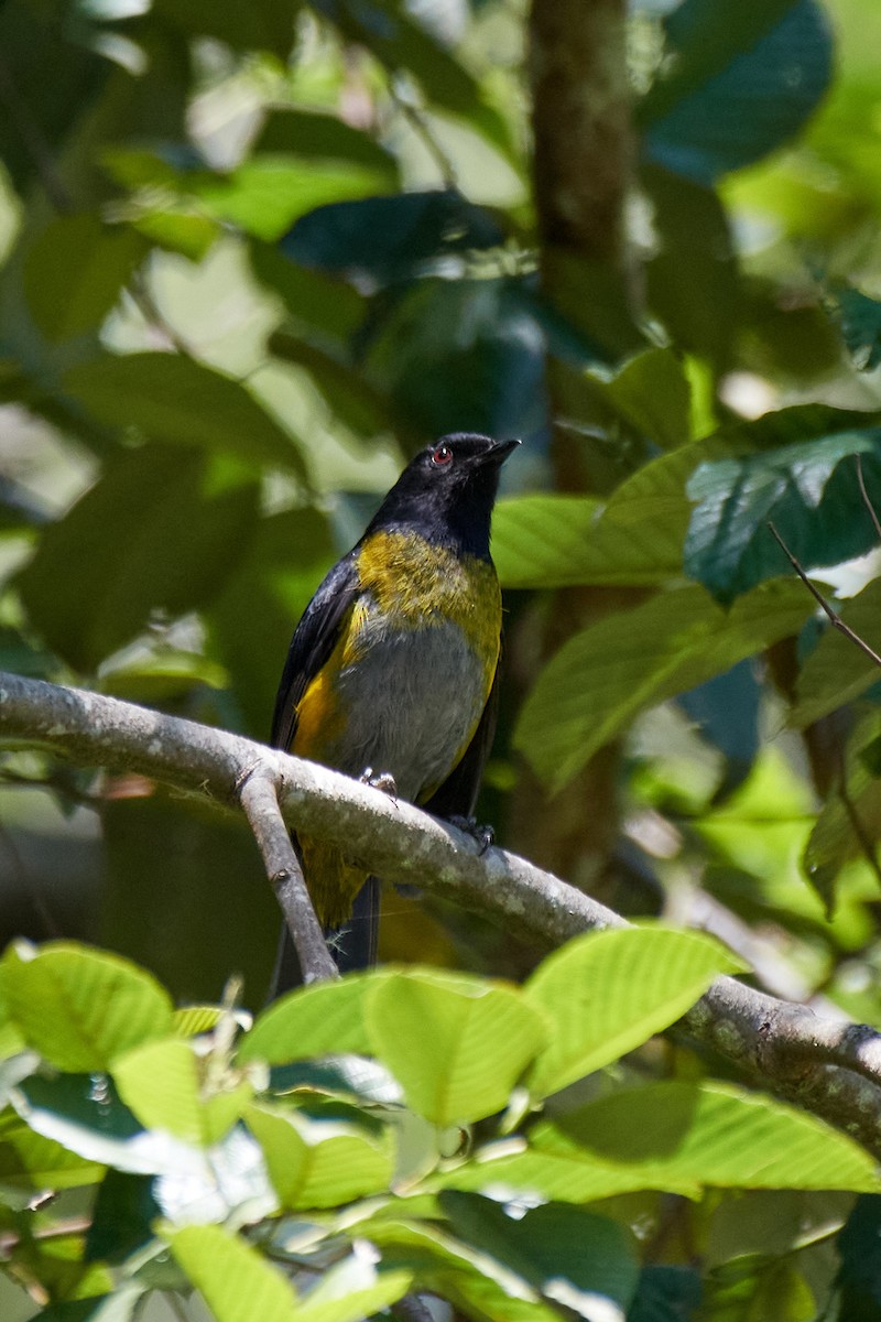 Black-and-yellow Silky-flycatcher - Rennie Selkirk