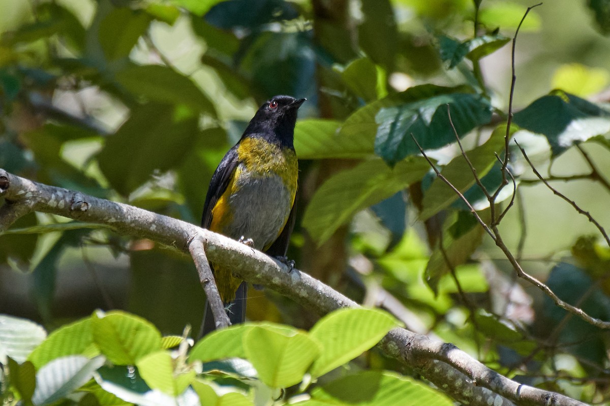 Black-and-yellow Silky-flycatcher - ML617040126