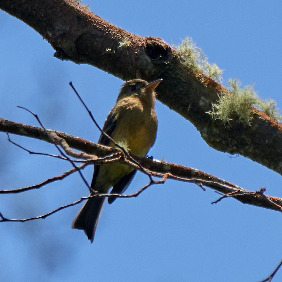 Ochraceous Pewee - ML617040181