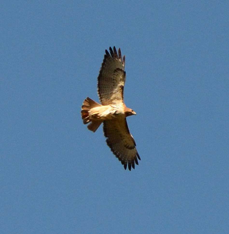 Red-tailed Hawk - ML617040182
