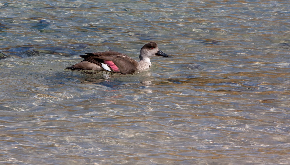 Crested Duck - ML617040222
