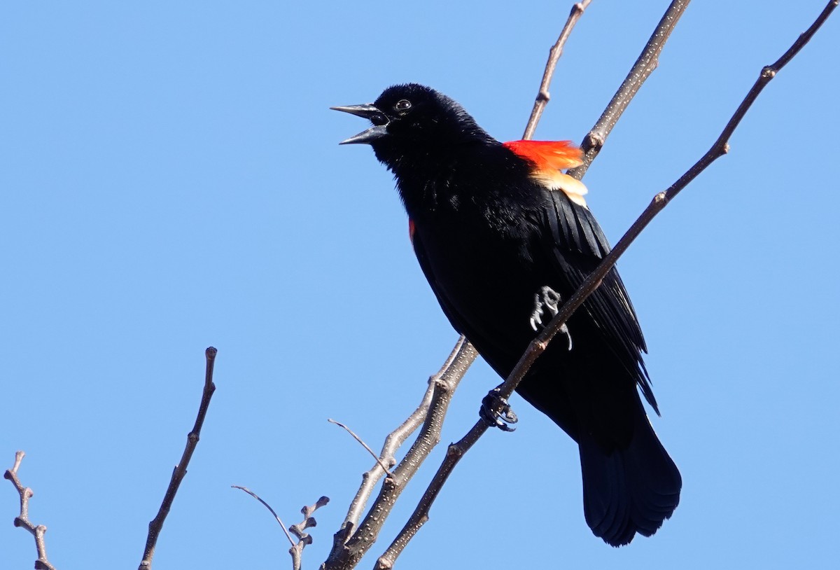 Red-winged Blackbird - ML617040330