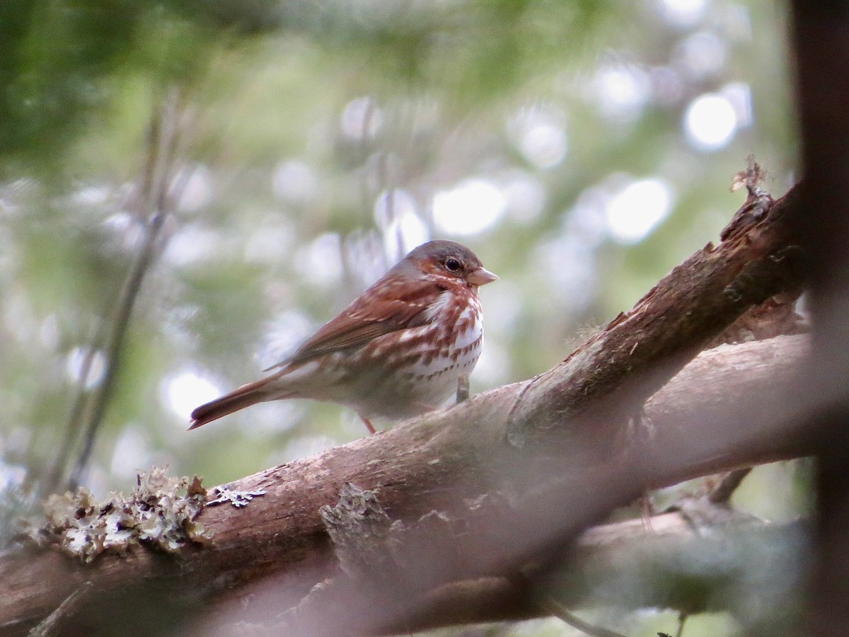 Fox Sparrow (Red) - ML617040413