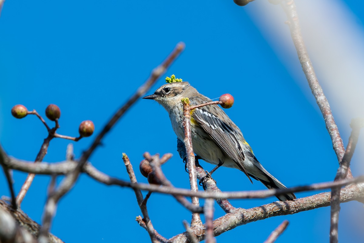 Yellow-rumped Warbler (Myrtle) - ML617040457