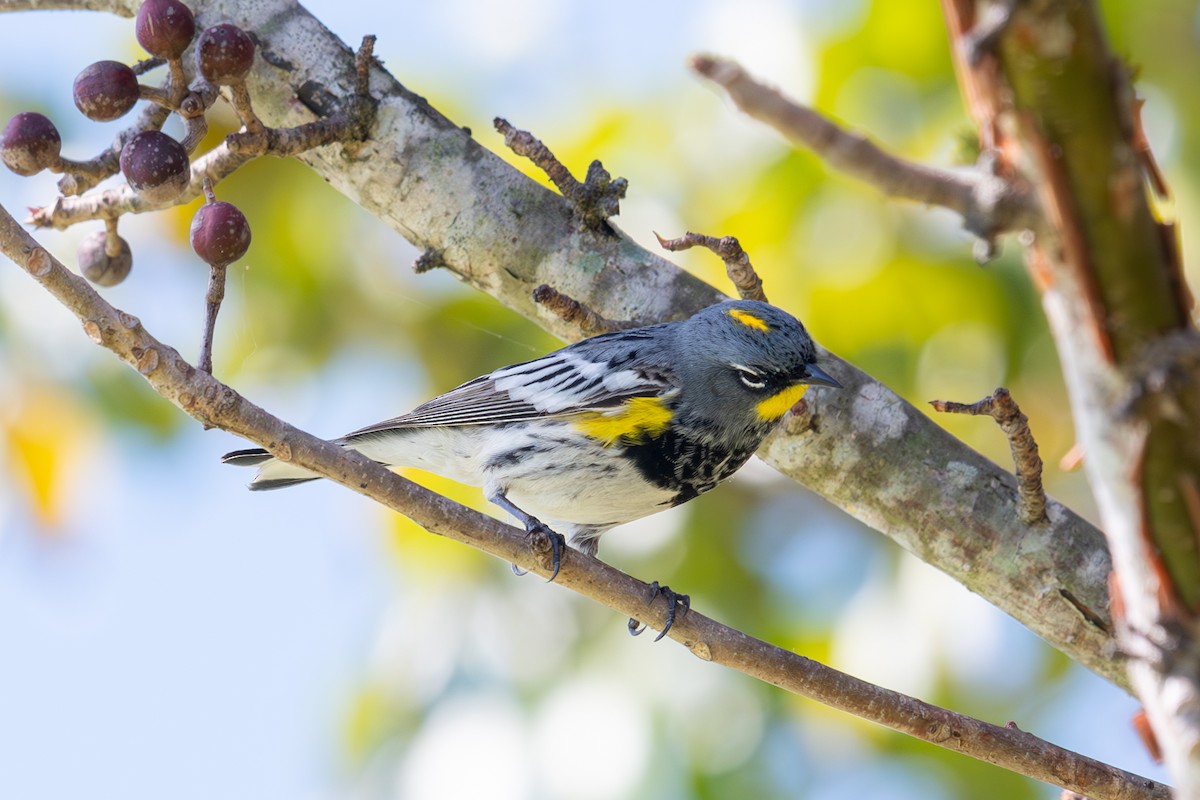 Yellow-rumped Warbler (Audubon's) - ML617040464