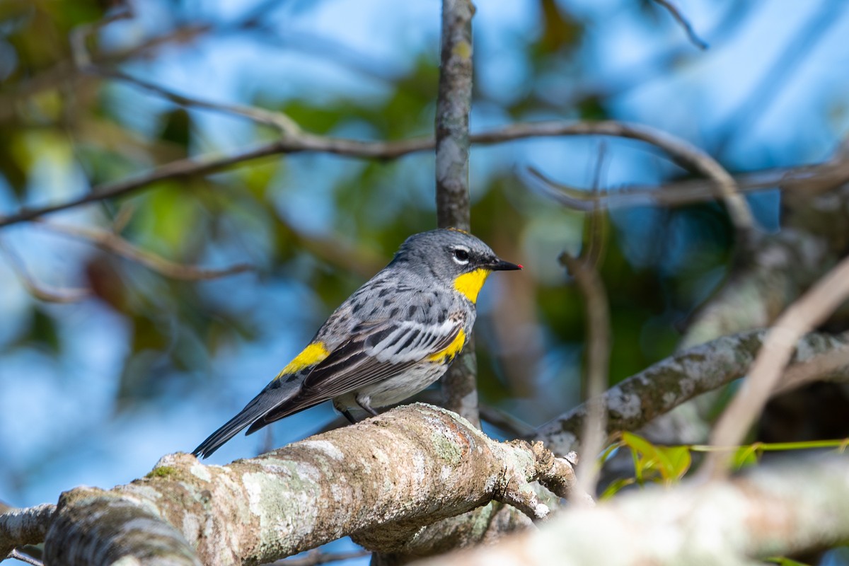 Yellow-rumped Warbler (Audubon's) - ML617040465