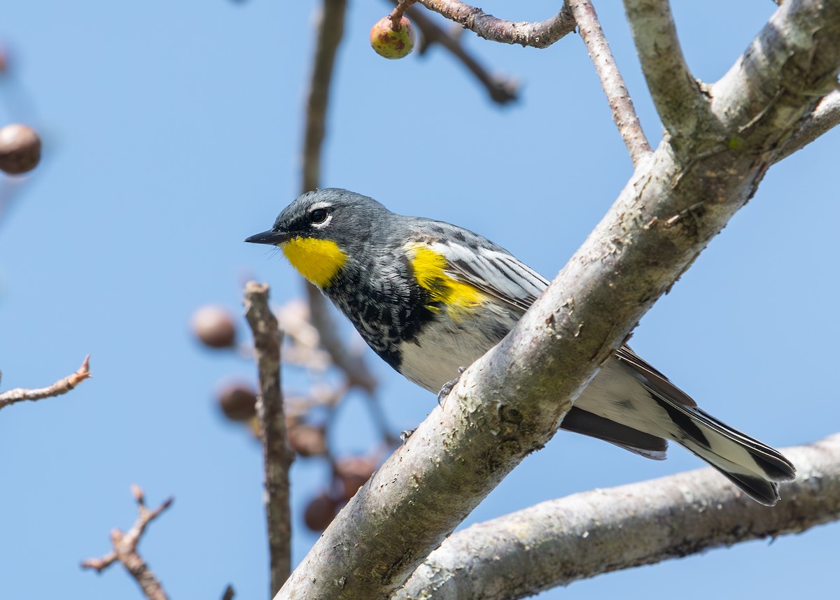 Yellow-rumped Warbler (Audubon's) - ML617040466