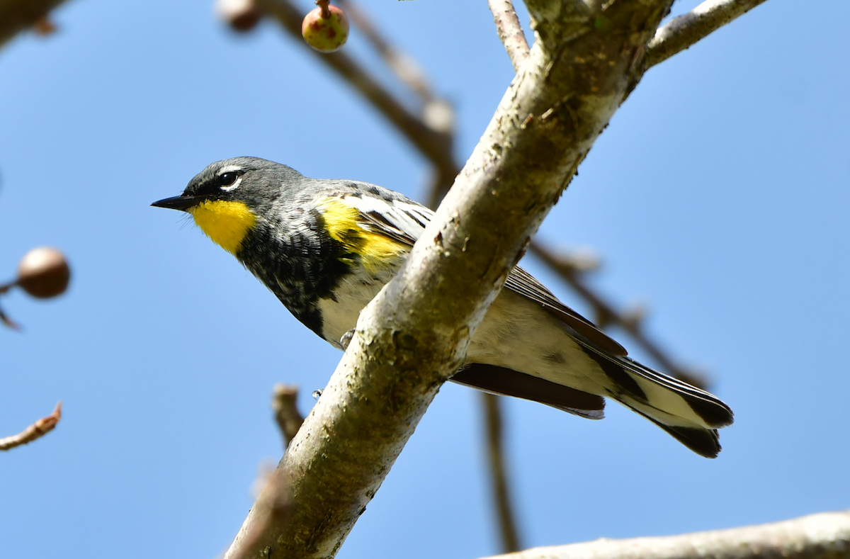 Yellow-rumped Warbler (Audubon's) - ML617040641