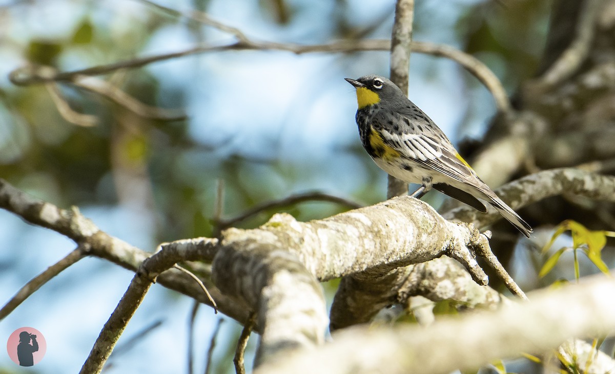 Yellow-rumped Warbler (Audubon's) - ML617040642