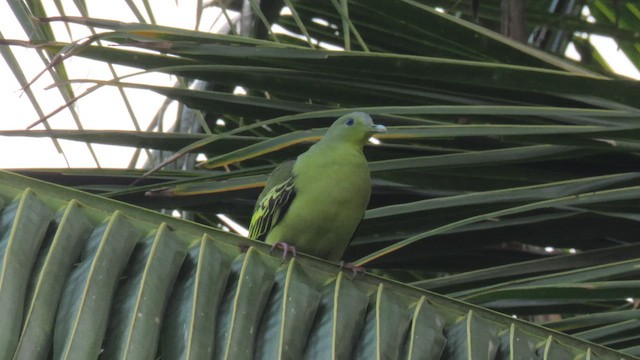 Gray-fronted Green-Pigeon - ML617040704