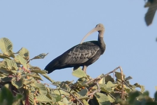 ibis obrovský - ML617040780