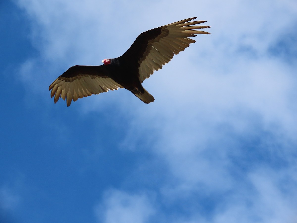 Turkey Vulture - Alfonso Auerbach