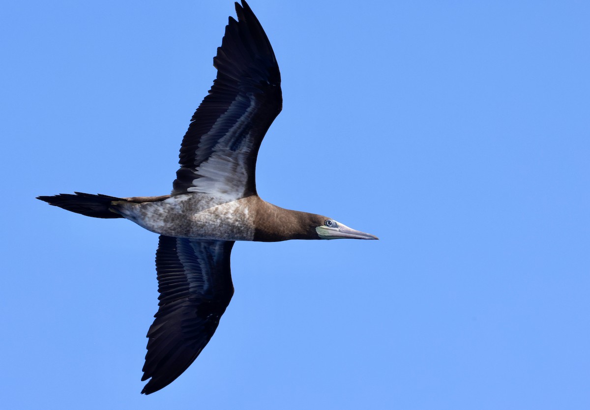 Brown Booby - ML617040851