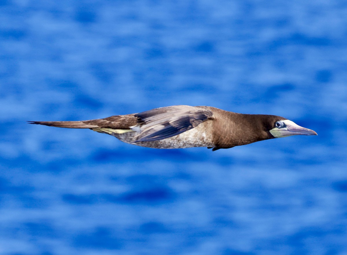 Brown Booby - ML617040852