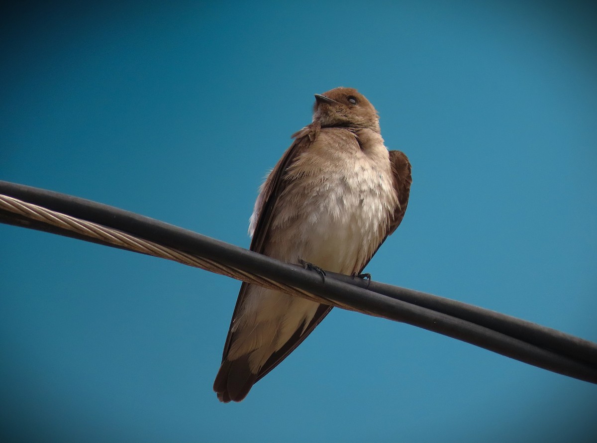 Northern Rough-winged Swallow - ML617040917