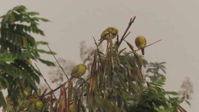 Yellow-footed Green-Pigeon - ML617041022