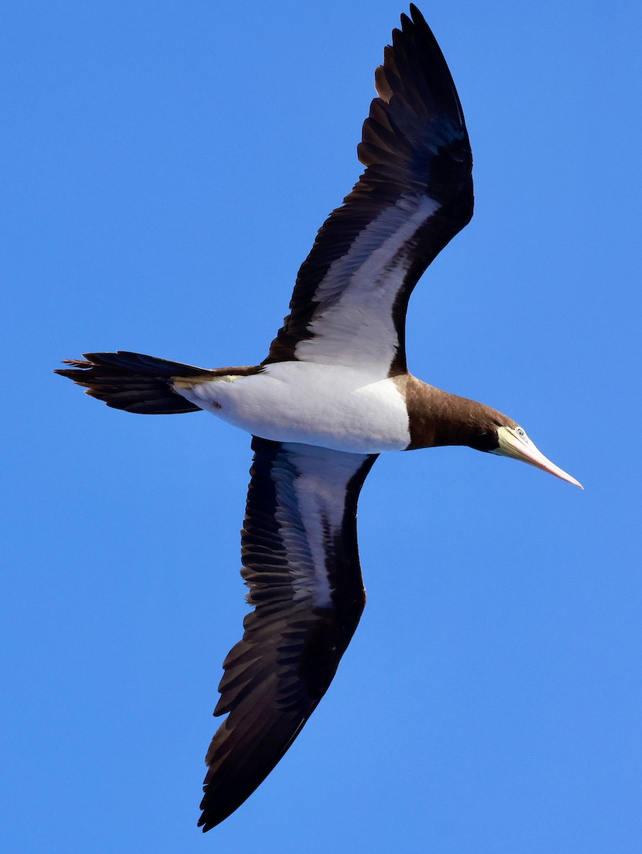 Brown Booby - ML617041085