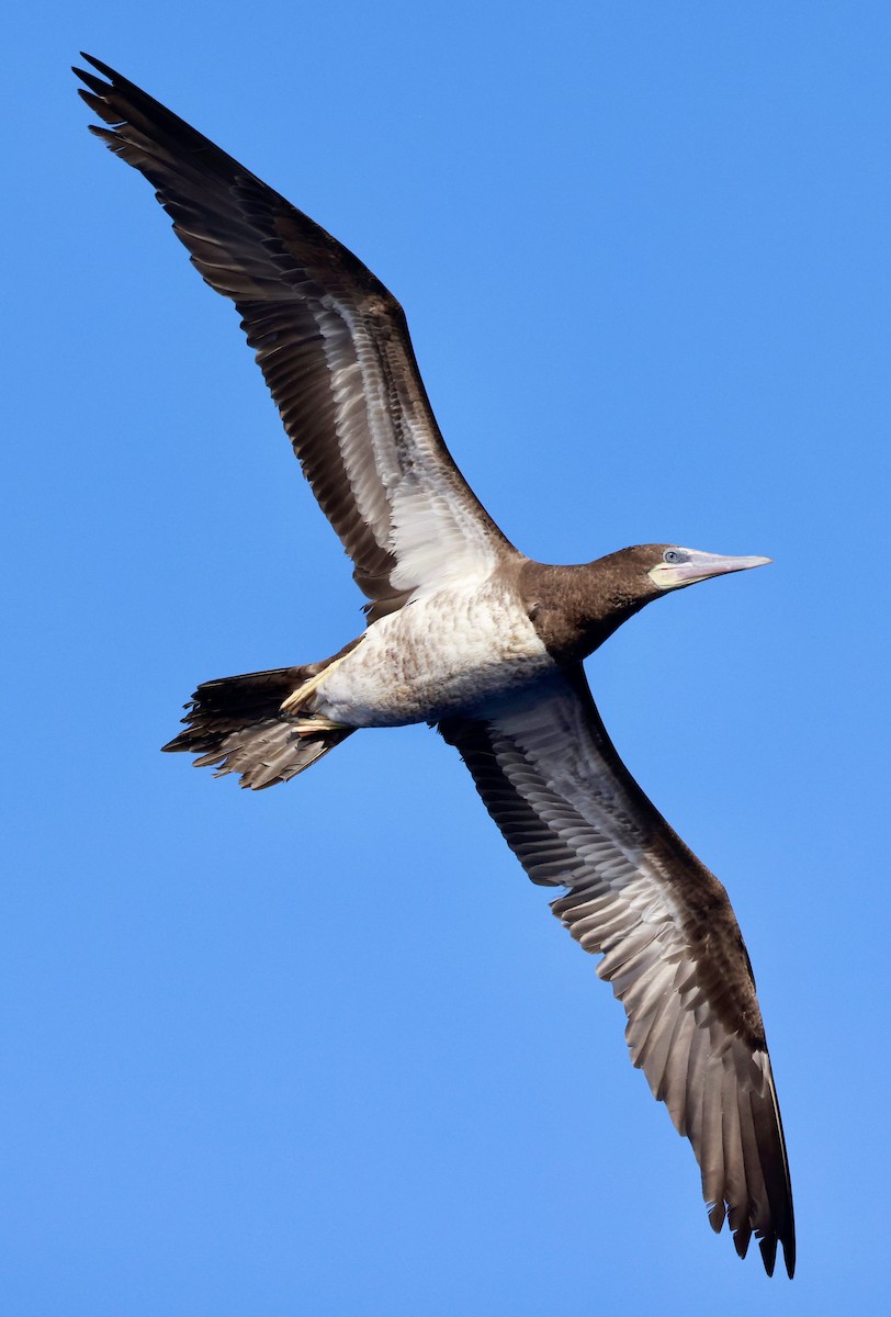 Brown Booby - ML617041088