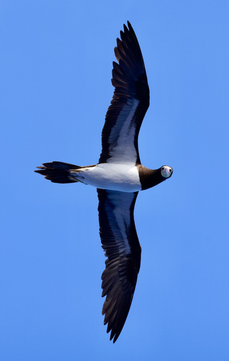 Brown Booby - ML617041089
