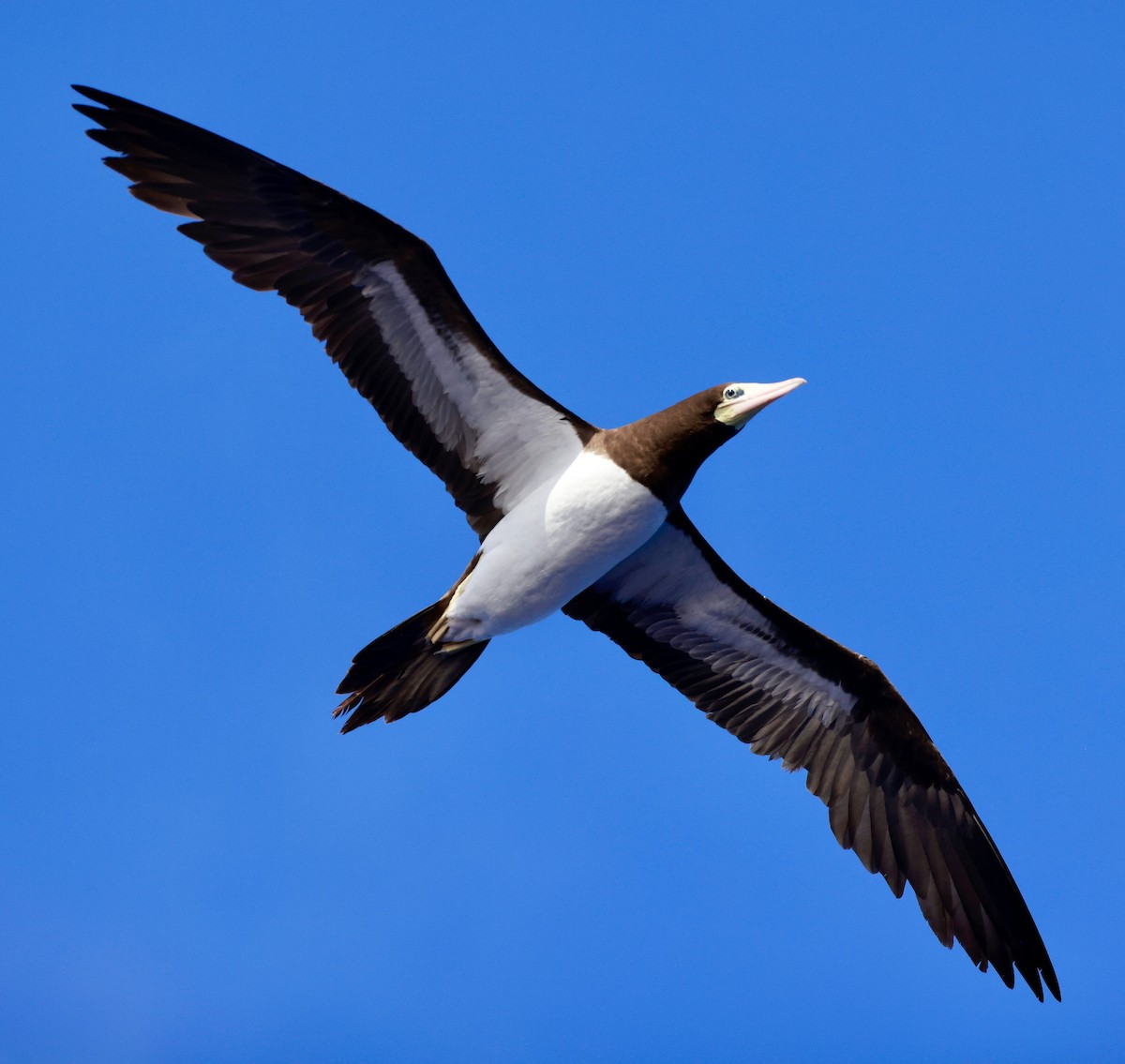 Brown Booby - ML617041092