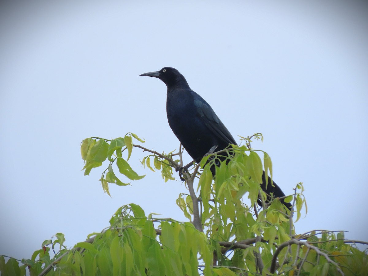 Great-tailed Grackle (Great-tailed) - Alfonso Auerbach