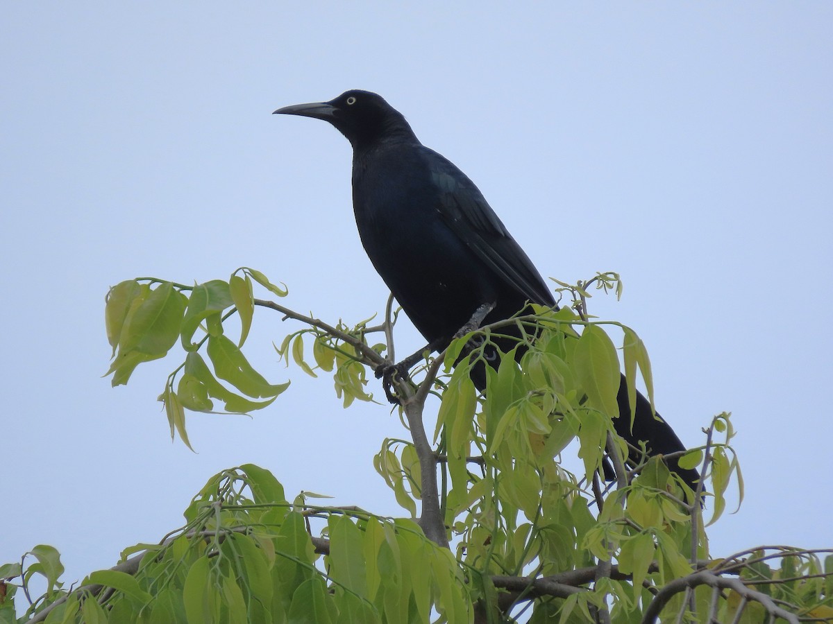 Great-tailed Grackle (Great-tailed) - ML617041094
