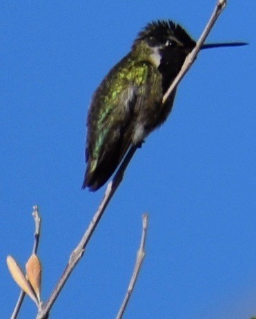 Anna's Hummingbird - ML617041186