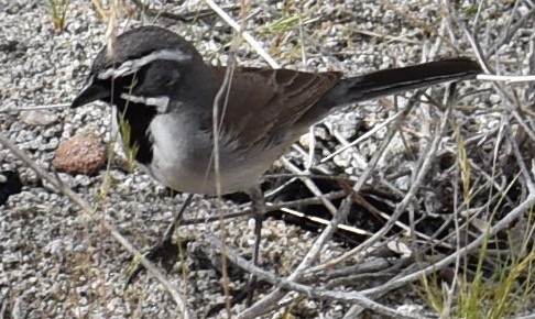 Black-throated Sparrow - ML617041214