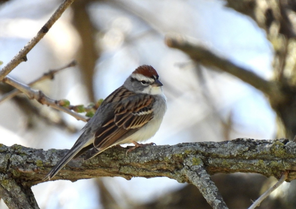Chipping Sparrow - ML617041245